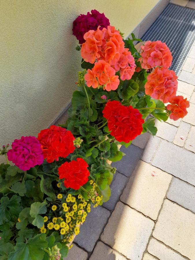 Agritur Belsogno B&B ブレツ エクステリア 写真